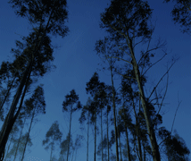 FEA Plantations 2009