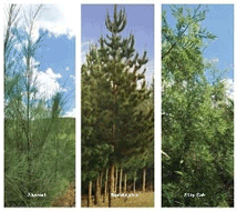 Willmott Forests - Dirversification with 3 species