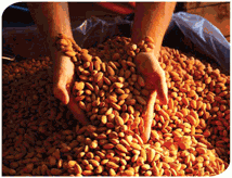 Almond Investors Limited Almond Project 2011