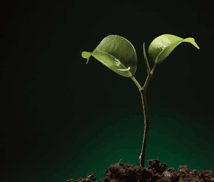 Macquarie Almond Project