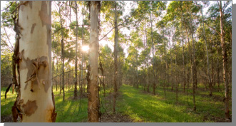 Trees
