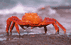 Sideways Market - Crab