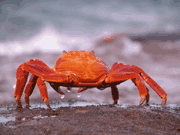Sideways Market - Crab