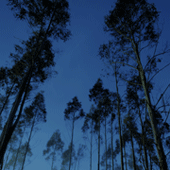 FEA Plantations
