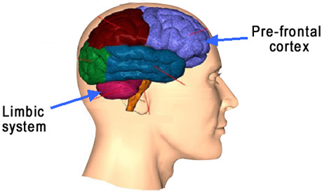 Pre-frontal cortex & Limbic system